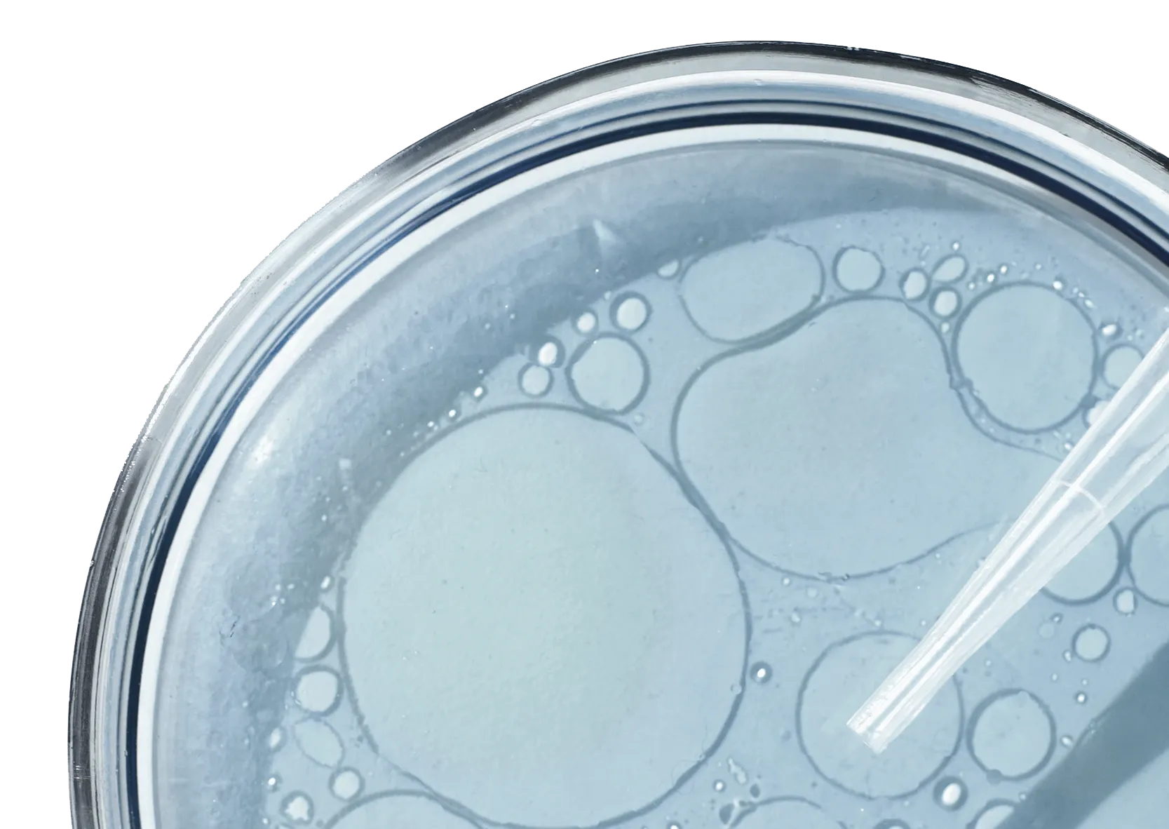 Petri dish microscopy visual